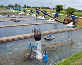 水产养殖管理委员会推出罗非鱼养殖新标准
