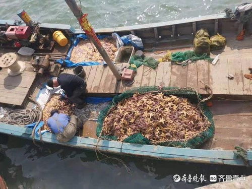 青岛胶州湾里海星泛滥养殖户遭殃 渔业部门 3天内出台治理措施