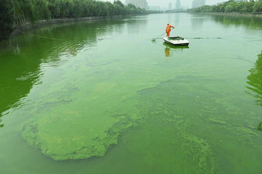 杭州备用水源现 蓝藻水华 已启动应急措施