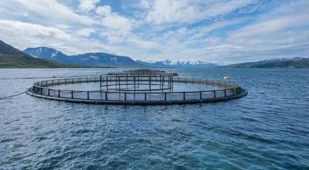 大有可为!10年后三文鱼需求量或增加120万吨,相当于整个挪威产量