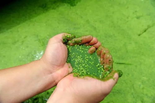 别再养蓝藻了 看养殖老手教你如何处理池塘的 绿色噩梦
