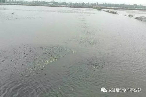 高温季节水产养殖病害预测及防控措施