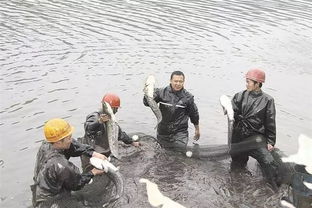 水产养殖用那么多杀虫药,过一段时间虫又来了 真的是药效不好