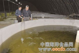 退休教师开展循环水产养殖 天津本地三文鱼国庆上桌 图