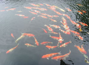 微生物促长剂对水生动物的影响