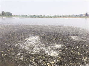 长林水产养殖基地群鱼争食