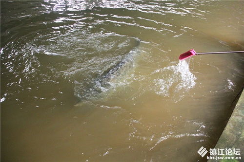 走进新区鲟鱼特种水产养殖基地探访 聚焦镇江