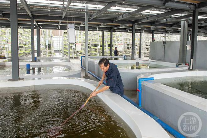 养鱼不换水、种菜不施肥 这样的技术你见过?