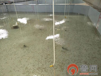 海缘养殖科技:技术领域树品牌 “南苗北育”模式促发展