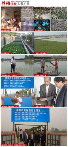 供应纯种日本鳖苗/大量批发纯种日本鳖苗/纯种日本鳖苗价格