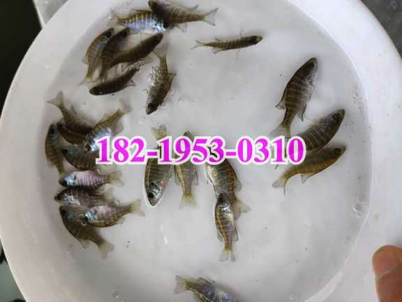 杂交太阳鱼苗批发价格,太阳鱼苗养殖基地,广东广州太阳鱼苗养殖基地 2022年04月08日 笋壳鱼苗价格信息 水产养殖网