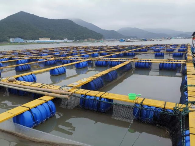 【关注】国内首家!象山渔企获评国家级岱衢族大黄鱼良种场