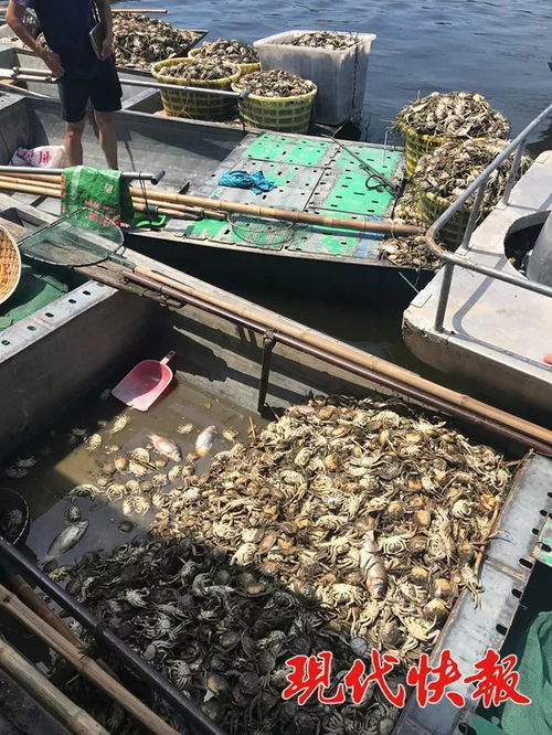 洪泽湖水域数万亩水产养殖区几近绝收 污染源暂未明确