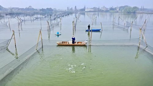 海南一河道惊现大量怪异罗非,全身乌黑似墨,疑似污染引发变异