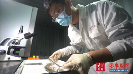 国内首批工船养殖大黄鱼起捕上市