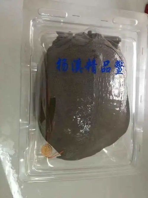 浙江嘉兴 鱼塘里面修 跑道 , 健身鱼 好吃的奥秘是