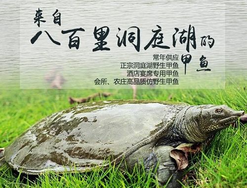 如何鉴别甲鱼的雌雄