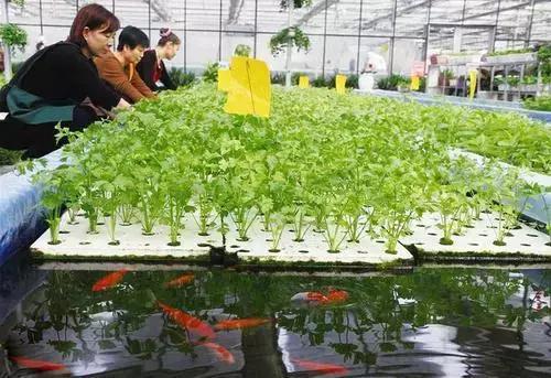 农业嘉年华一定不能少的现代新型农业种植模式