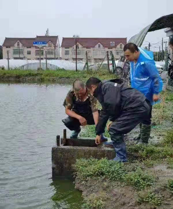决不轻易让水产养殖丰收成果受损失,金山这个镇全力以赴抗击 灿都 台风
