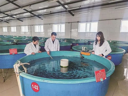 寒地渔歌 塔河县冷水鱼产业的破冰之路凤凰网黑龙江 凤凰网