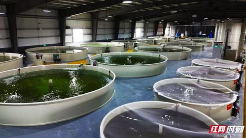 活鱼游出新天地 湖南设施渔业引领高质量发展与农家乐休闲观光服务