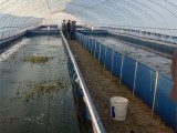 养水蛭与养鱼帆布水池的高效水产养殖技术
