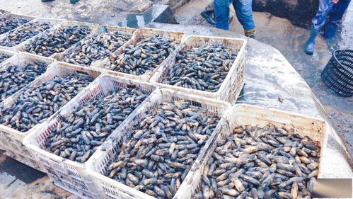 一亩地赚1.2万 不断学习先进技术，水产养殖增收增产之道