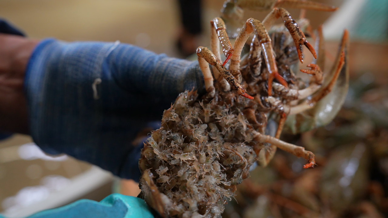 吉木乃县窄螯螯虾人工孵化成功 特色水产养殖与休闲观光融合发展